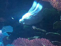 -迪拜帆船酒店海底餐厅