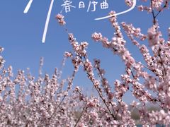 -朝阳公园