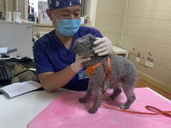 -北京观赏动物医院·24小时大型综合·猫专科·异宠专科