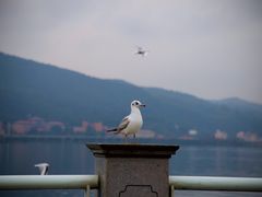 -海埂大坝