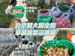 -昌平兴寿秀秀草莓采摘园