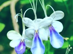 -中国科学院华南植物园