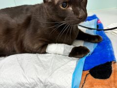 -达爱动物医院·犬猫分区·CT·复杂眼科(远洋山水分院)