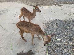 -鹿境梅花鹿生态园区