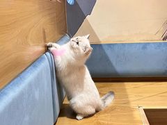 -滚猫咖啡·猫咖·猫友好撸猫(未来城店)