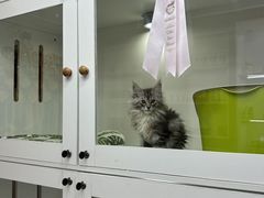 -青奢宠物·青奢猫舍