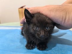 -艾贝尔宠物医院·24H转诊中心·肿瘤猫专科(江宁双龙店)