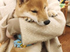 -豆柴町-柴犬主题狗咖(红鼎国际C座店)