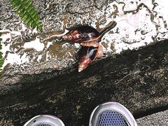 -天鹿湖森林公园