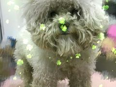 -仁华宠物医院(青羊店)