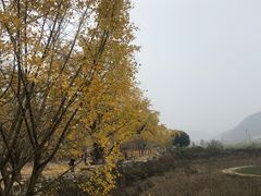 -千年银杏谷文化旅游区
