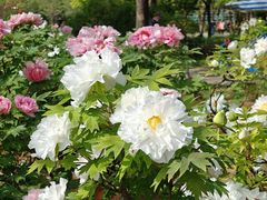 -洛阳市隋唐城遗址植物园