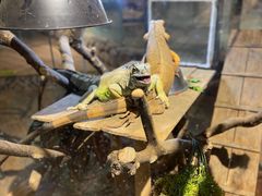 -绿色星球动物主题公园