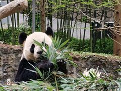 -都江堰中华大熊猫苑