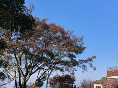 -广州市石门国家森林公园