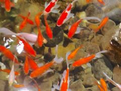 -四禧精酿烧烤串吧(大明湖店)