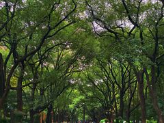 -上海共青森林公园