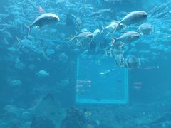 -海棠湾洲际-涛·海底餐厅·美人鱼·自助餐·海底隧道