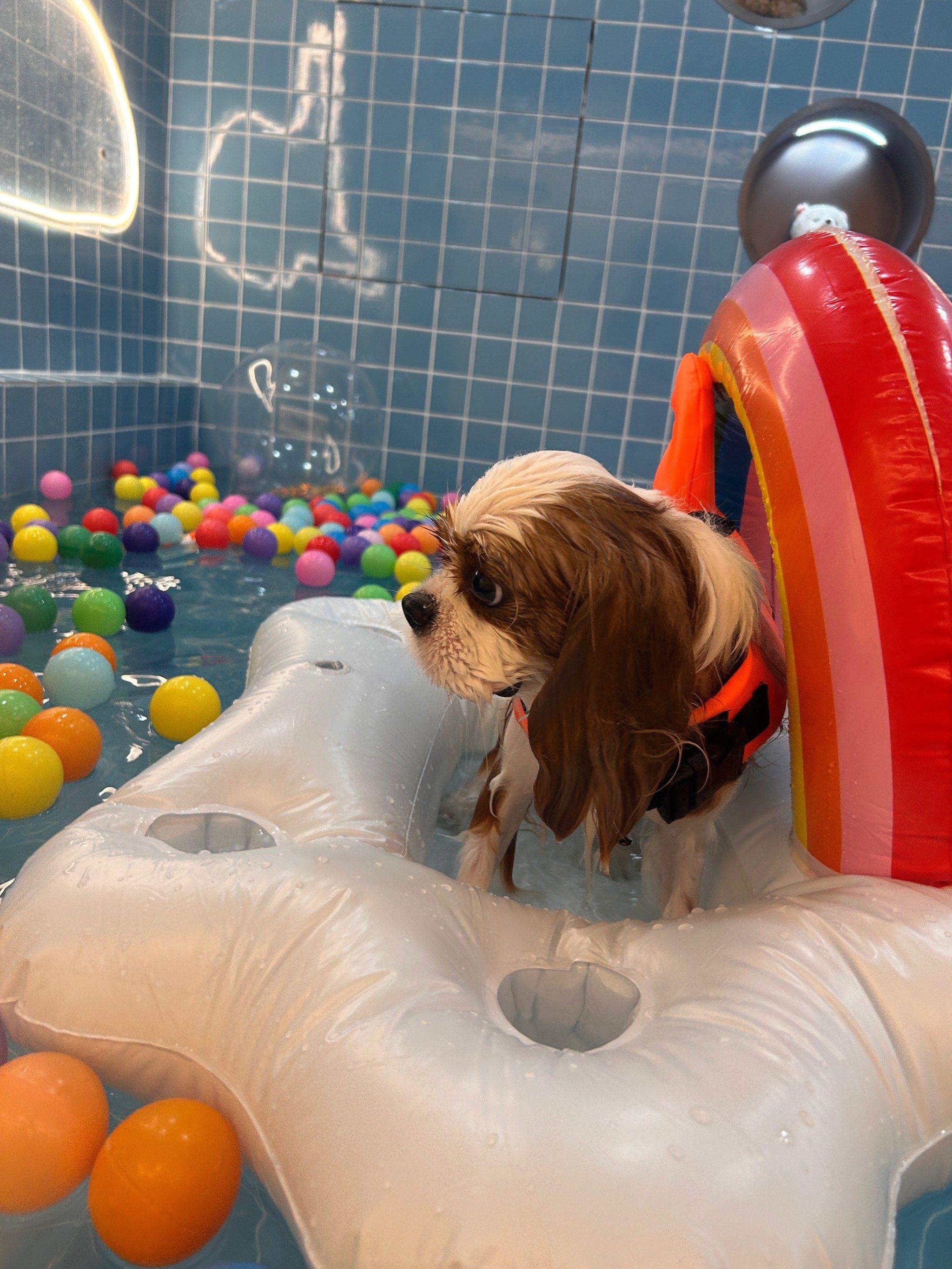 记录宠物的日常生活 #宠物游泳