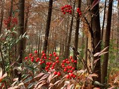 -上海海湾国家森林公园