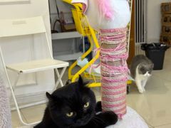 -团子家猫咪猫咖馆·柯基·柯尔鸭