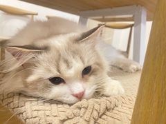 -有喵·猫咖·狗咖·30几只猫10只小狗(岗厦店)