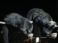 -清迈夜间动物园