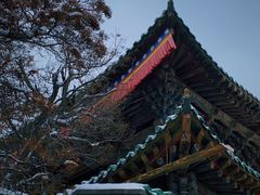 -塔尔寺-菩提树