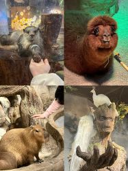 -Zoolung Zoolung动物主题公园(海信广场店)