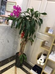 -变美丽半永久纹眉连锁·机器野生眉·洗眉