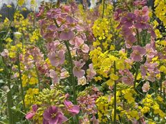 -三圣花乡旅游区