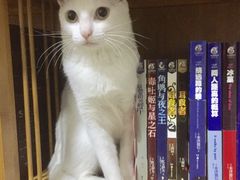 -安安宠医·普外科·内科·心超(佛山同济分院)