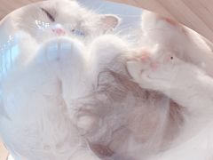 -momokira米努特·德文卷毛猫·棉花面纱犬