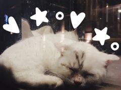 -吉丁鸟咖·异宠·寄养