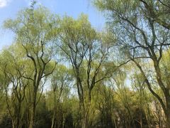 -柳浪闻莺公园