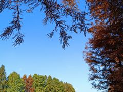 -上海海湾国家森林公园