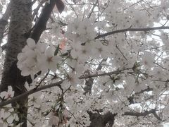 -武汉大学-樱园