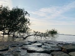 -宝安西湾红树林湿地公园