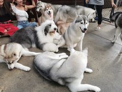-TrueLove @ Neverland (Husky Cafe)