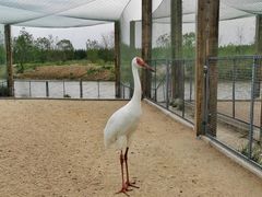-盐城丹顶鹤湿地生态旅游区