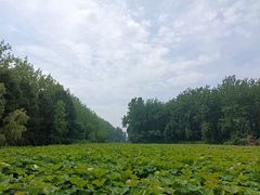 -合肥滨湖国家森林公园