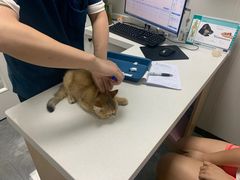 -东莞宠友24H宠物中心医院·转诊夜诊·异宠(新河北路院)