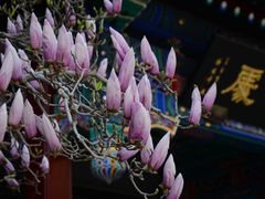 -天津大悲禅院