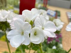 -上海植物园-4号门售票处