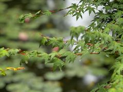 -花开海上生态园