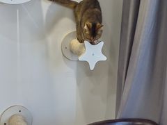 -楼上猫咖(罗湖店)