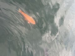 -苏州金鸡湖大酒店