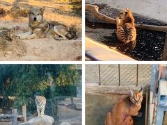 -泉州海丝野生动物世界