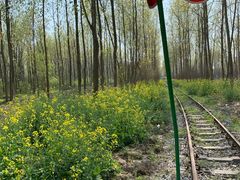 -合肥滨湖国家森林公园