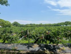 -BabyA 专业婴童摄影(古北时尚广场店)